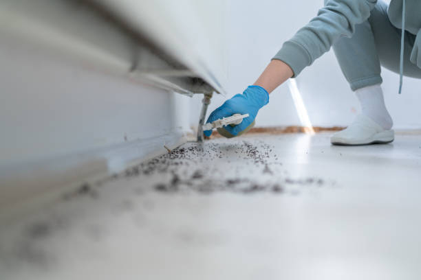 Flea Control Services in Bayside, WI